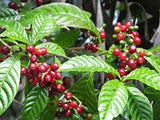 Caffeine