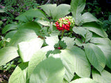 Panax ginseng extract