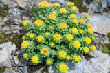Rhodiola rosea